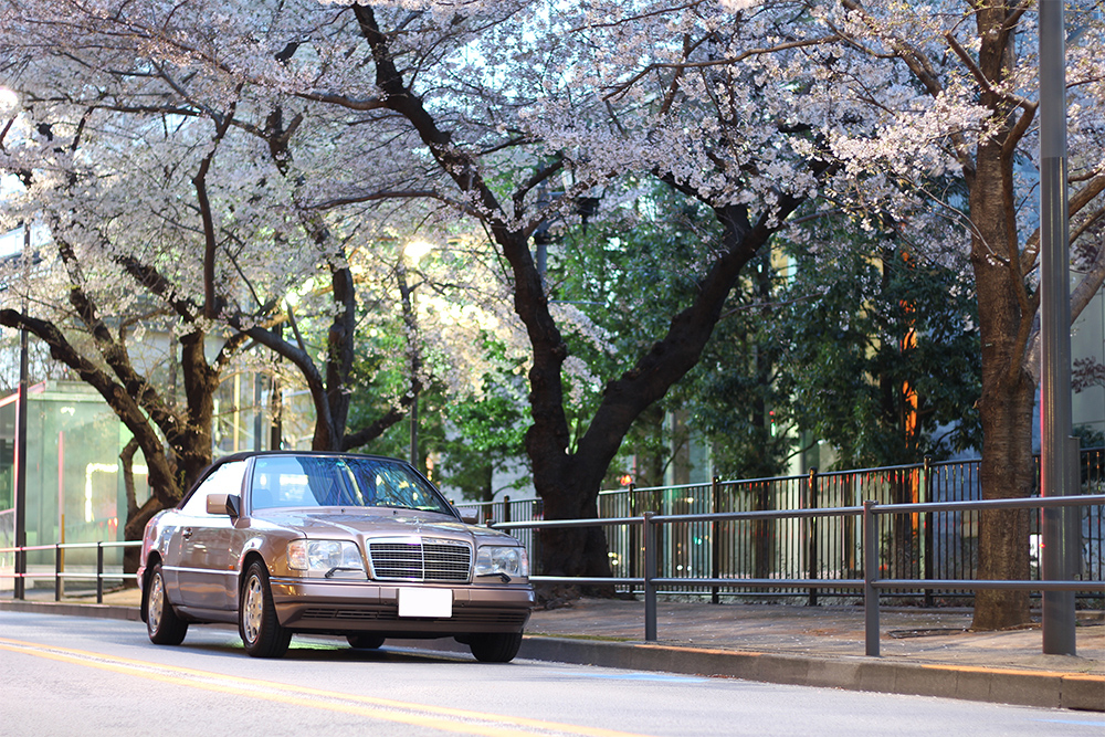東京ミッドタウン付近の桜並木