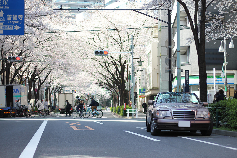 中野通りの桜並木