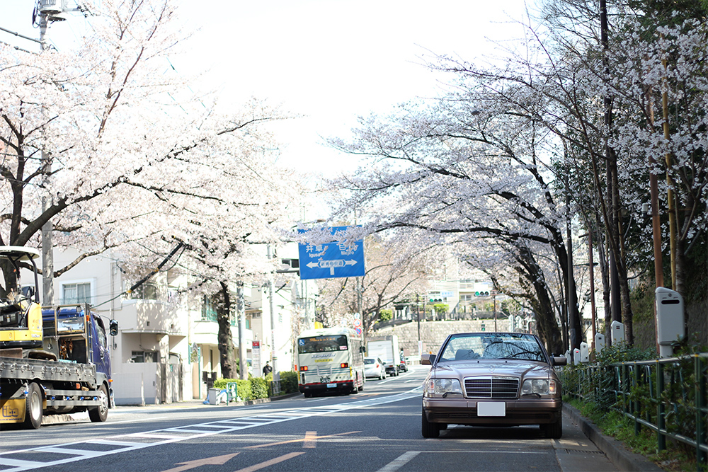 中野通りの桜並木2